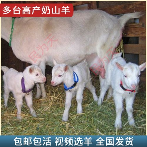 高产奶羊活体纯种萨能奶山羊活物红鹿吐根堡产奶羊母羔送养殖技术